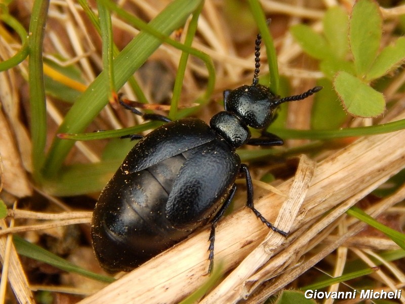 Meloe violaceus e M. brevicollis ?